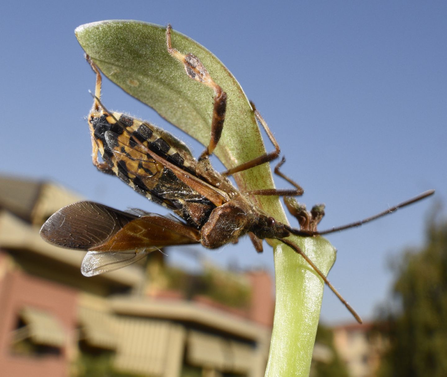 Coreidae: Leptoglossus occidentalis